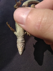 Podarcis muralis