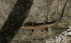 Podarcis muralis