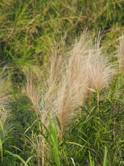 Phragmites vallatoria