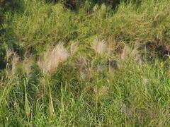 Phragmites vallatoria