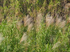 Phragmites vallatoria