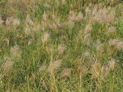 Phragmites vallatoria