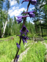 Delphinium crassifolium