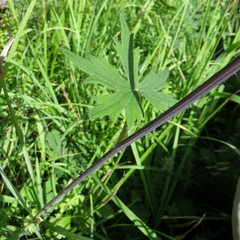 Delphinium crassifolium