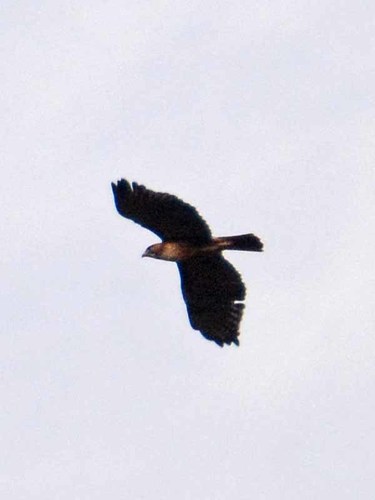 Bird in flight from below: reference photo 7 by Gonzalo Zepeda Martínez