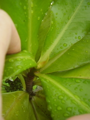 Elingamita johnsonii