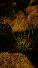 Kyllinga alba image