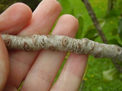Elingamita johnsonii