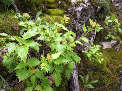 Hylotelephium populifolium