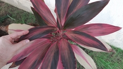 Cordyline fruticosa