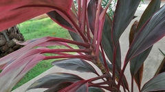 Cordyline fruticosa