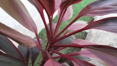 Cordyline fruticosa