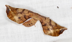 Parepisparis excusata