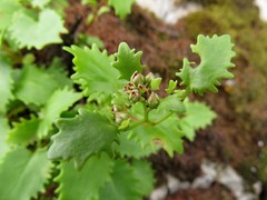 Hylotelephium populifolium
