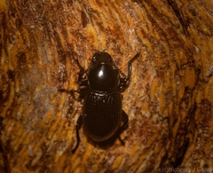 Hydissus feronioides