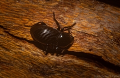 Hydissus feronioides