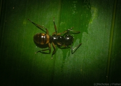 Polyrhachis flavibasis