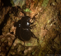 Hydissus feronioides