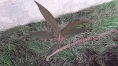 Cordyline fruticosa