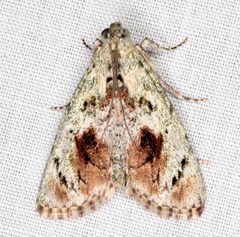 Enchesphora recurvalis