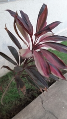 Cordyline fruticosa