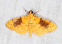 Conogethes semifascialis