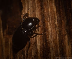 Hydissus feronioides