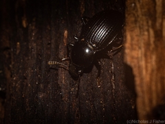 Hydissus feronioides