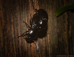 Hydissus feronioides