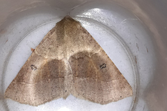 Crocallis dardoinaria