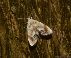 Holocryptis phasianura