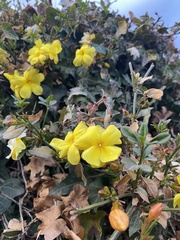Magnoliopsida