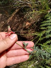 Indigofera complanata