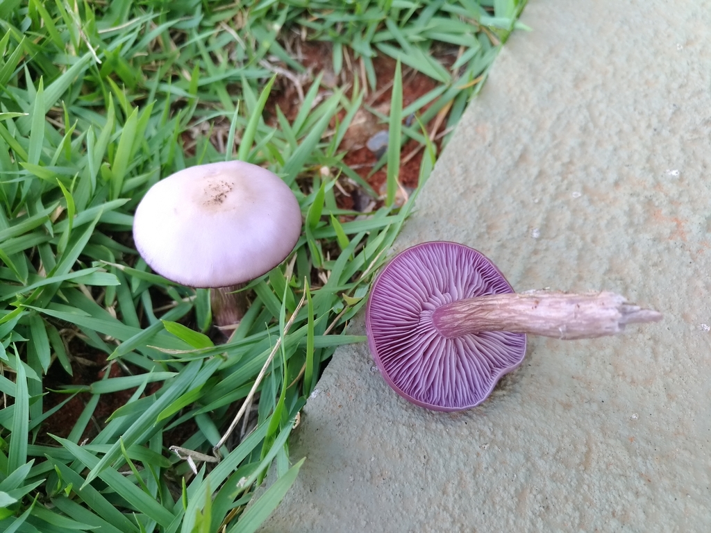 Collybia sordida · March 2021 · photo: © humbertolima (iNaturalist, cc-by)