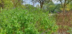 Stachytarpheta indica
