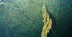 Image of Isidella tentaculum