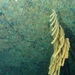 Isidella tentaculum - Photo (c) Jonathan Rose, algunos derechos reservados (CC BY-NC), uploaded by Jonathan Rose
