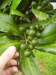 Elingamita johnsonii