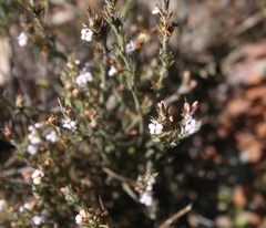 Muraltia ericoides