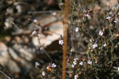 Muraltia ericoides