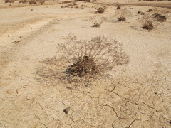 Lepidium cartilagineum