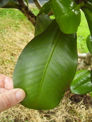 Elingamita johnsonii