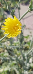 Launaea mucronata