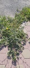 Launaea mucronata