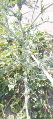 Launaea mucronata