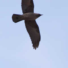 Corvus monedula