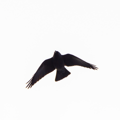 Corvus monedula