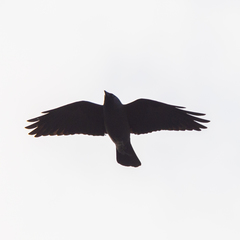 Corvus monedula
