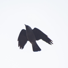 Corvus monedula