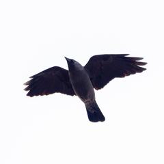 Corvus monedula
